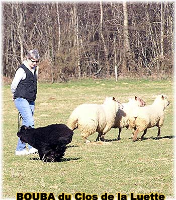 le bouvier des flandres et les moutons - Elevage du CLOS DE LA LUETTE - COPYRIGHT DEPOSE